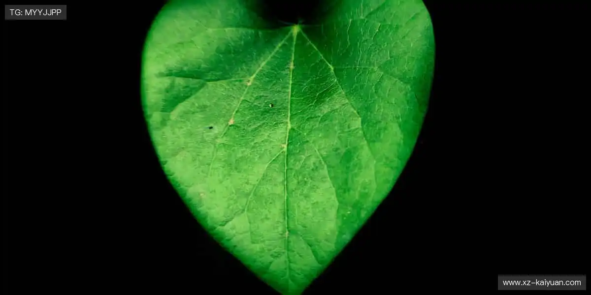 ⚽ 热血赛事,燃爆你的肾上腺素!